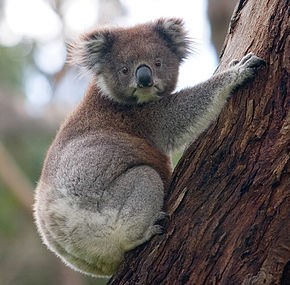 Reportage : Les animaux du monde : Le koala