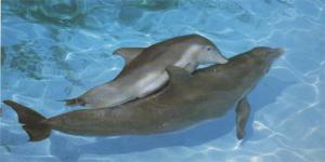 les-dauphins