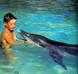 les-dauphins