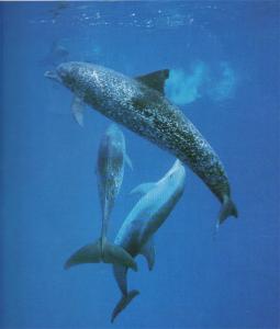 Les dauphins - Lecture - Reportages - Animaux