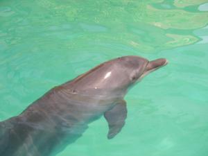 galerie-photos-sur-les-dauphins