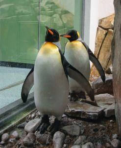 les-pingouins