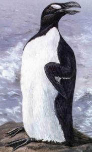 les-pingouins