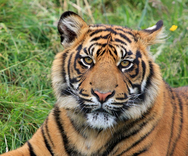 Le Tigre de Sumatra