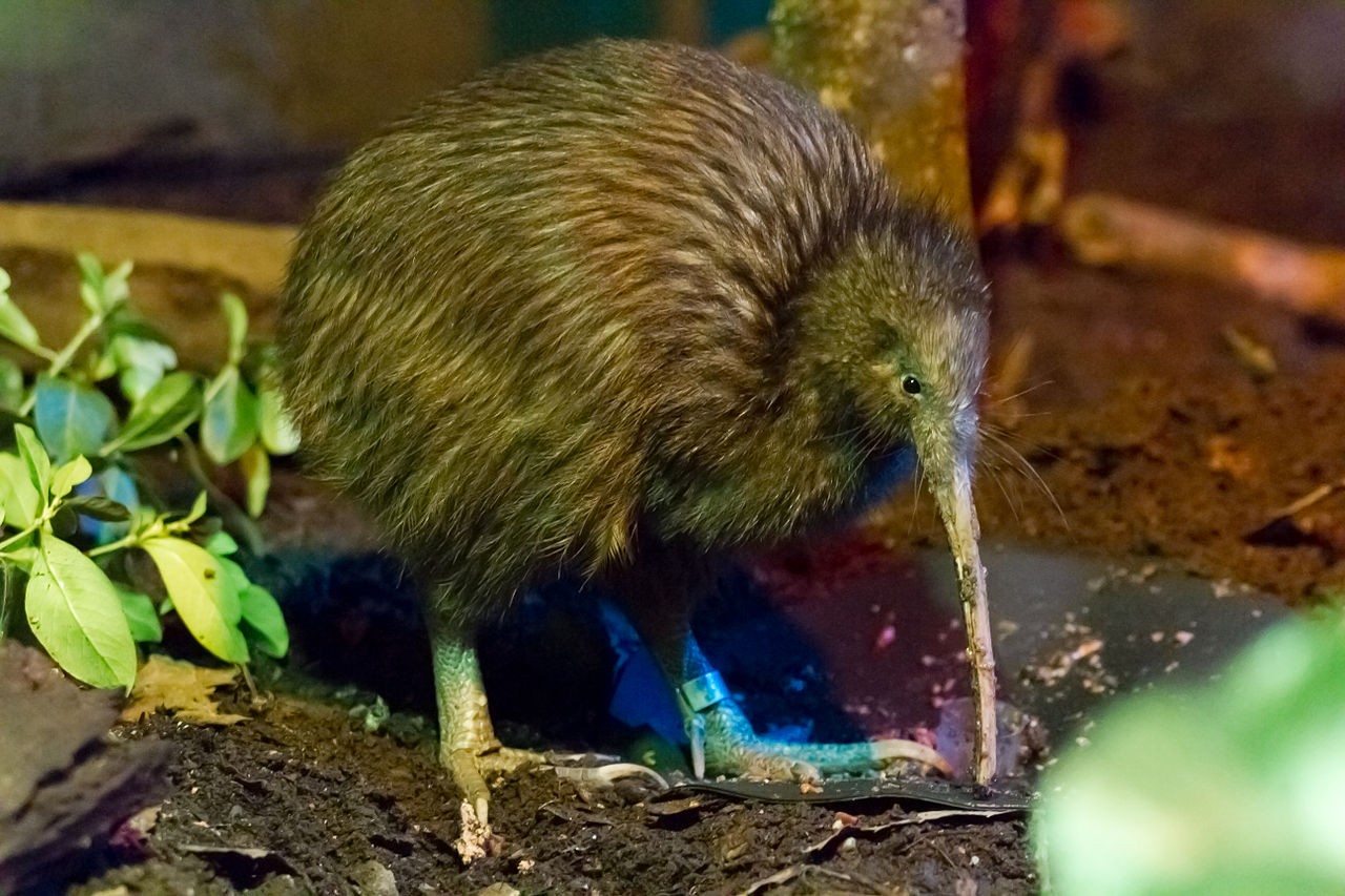 Le Kiwi, un drôle d'oiseau
