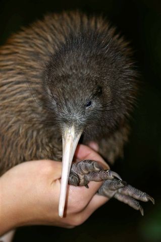 Le Kiwi, un drôle d'oiseau