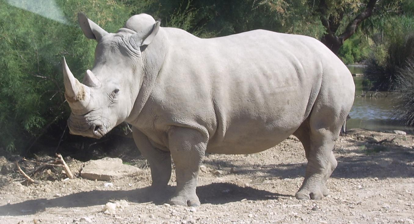 Le puissant rhinocéros noir