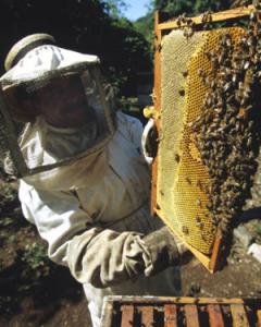 l-apiculture