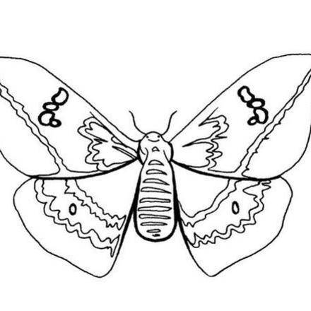 Coloriages de papillons  Coloriages  Coloriage à imprimer gratuit