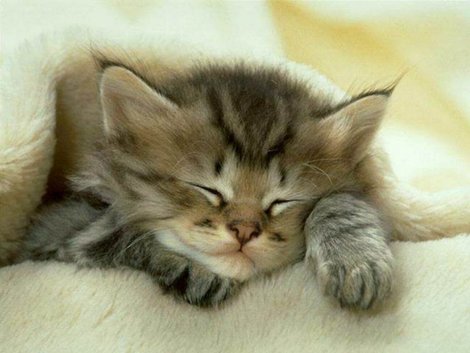 les chatons mignons