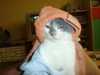 pour tout ceux qui adore leur animal de compagnie