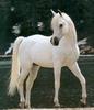 Les chevaux !!!
