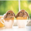 Les lapins sont chous !!!