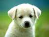 Nous c\\\'est les animaux!!!