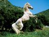 pour tous ce qui aime les chevaux