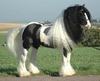 FAN DES CHEVAUX