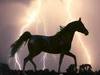 ce qui adore les chevaux!!!