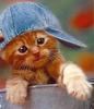 qui aime les chats! et les chattes!!!!!!!!!!