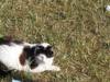 tous ceux qui aime les chats!