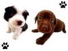 le club des chiots de Mme chiot