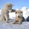 nos amis animaux