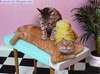 Chat a lor!