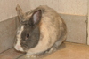 les chiens est les lapins