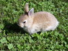 pour tous ce qui aime les lapins