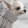 les chiens  