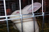 animaux prot�geons les!