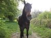 vive le cheval!