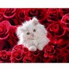 les chatons