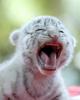 Sauvons les animaux!!!!!!!!!!!!!!!!!!!!!!!!!!!!!!!!!!!!!!!!!!!!!!!!!!!!!!!!!!!!!!!!!!!!!!!!!!!!!!!!!!!!!!!!!!!!!!!!!!!!!!!!!!!!!!!!!!!!!!!!!!!!!!!!!!!!!!!!!!!!!!!!!!!!!!!!!!!!!