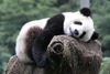 Protection des PANDAS