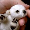 PROTECTION DES OURS POLAIRS
