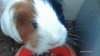 LES COCHONS D\\\'INDE