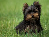 Un club de fille protectrice des animaux