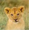 se qui aime les ami