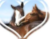 Pour l\'amour des chevaux