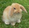 on aime les lapins