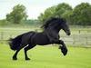 c\'eux qui aime les chevaux