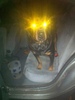 se qui adore les chien