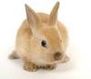 tous  se qui les lapins
