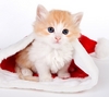 se qui aime les chaton