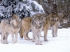 j\'aime les loups