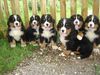 se qui sont fane de bouvier bernois