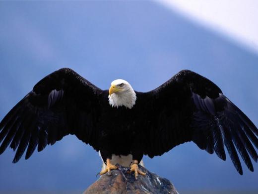 aigle-au-ailes-deployer_8zo.jpg