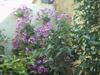 Articles de blog : jardin !!!! par *selma*