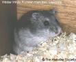 pictures of the lifecycle of hamsteres
