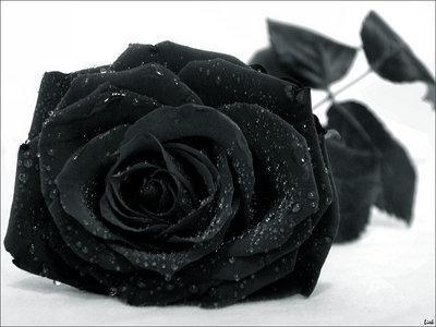 *Roses noires...*